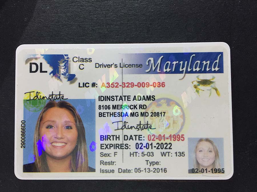MaryLand Fake Driver License
